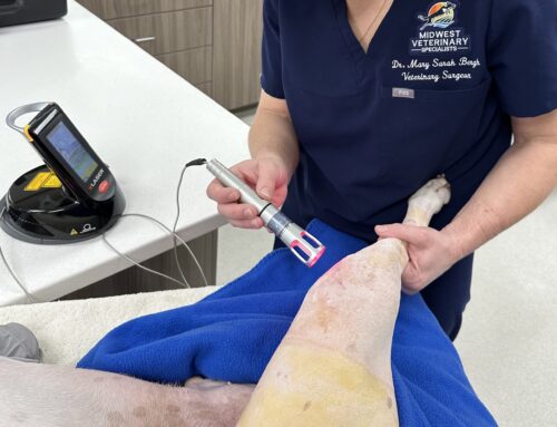 Pet Laser Therapy