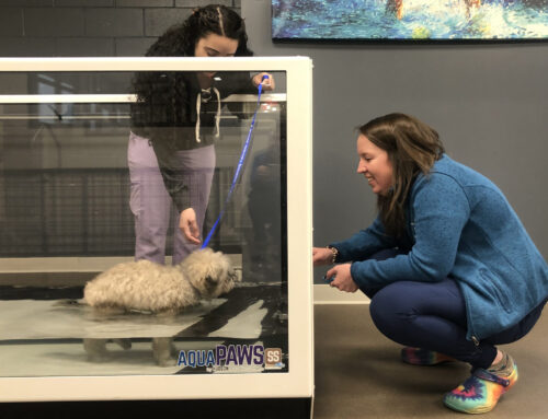 Top 5 Conditions in Dogs that Benefit From Rehabilitation