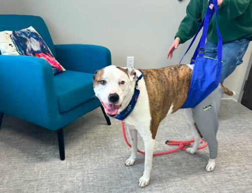 Is My Dog a Candidate for Tibial Plateau Leveling Osteotomy?